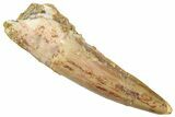 Fossil Spinosaurus Tooth - Real Dinosaur Tooth #298349-1